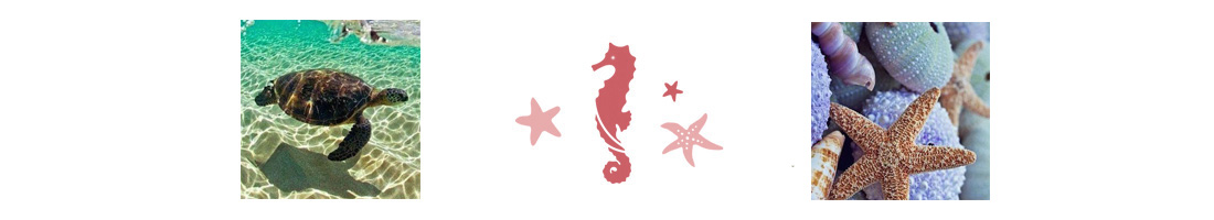 リュウミネシルクソルトはきれいな海から生まれます。